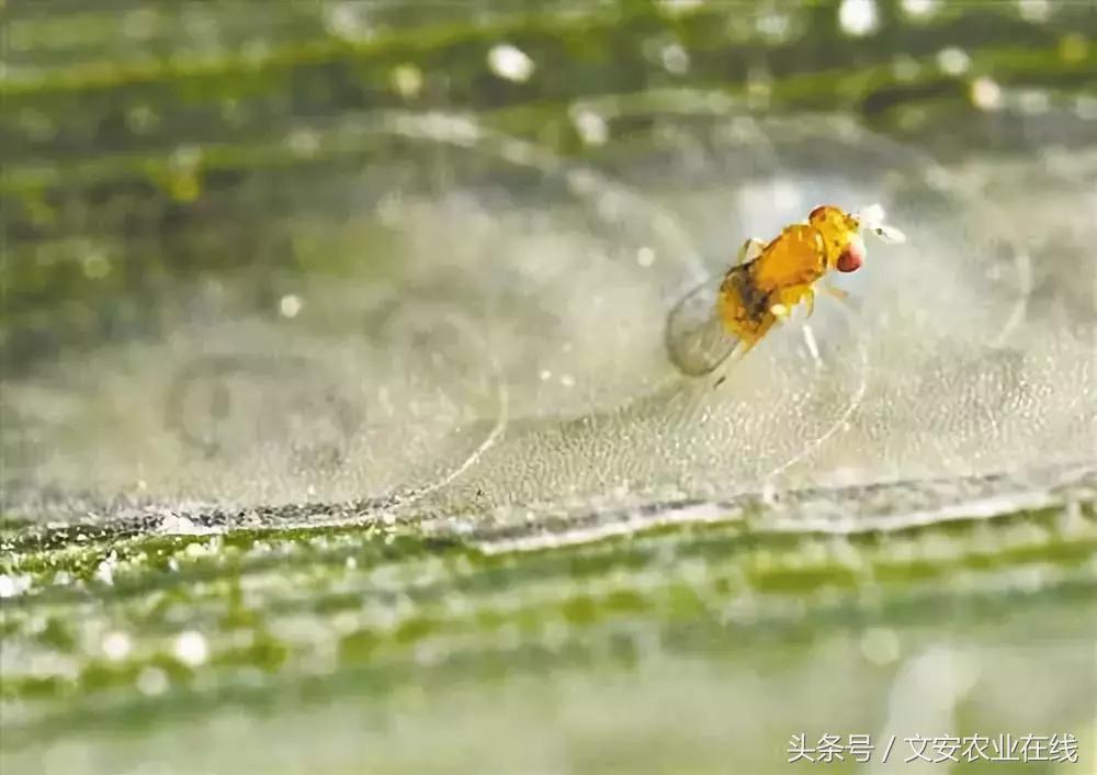 常见昆虫分类有哪些,常见农业昆虫分类