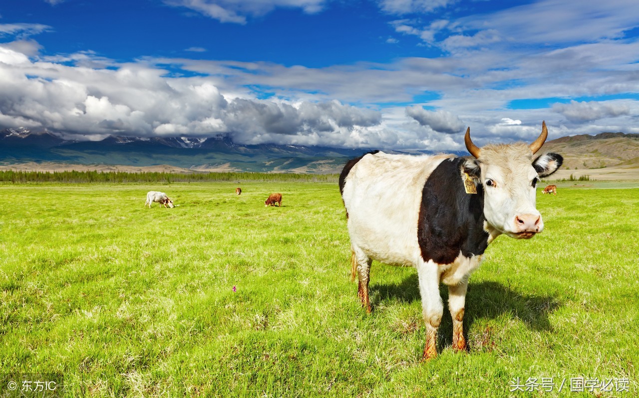 十二生肖歇后语大全小学生,包含十二生肖的歇后语大全