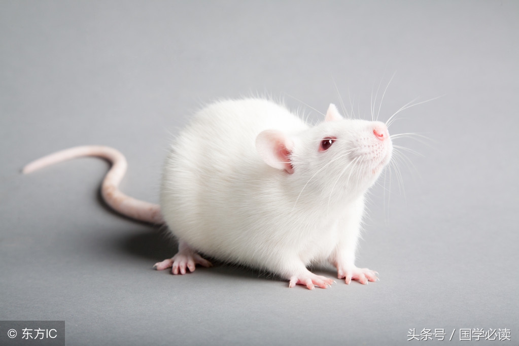 十二生肖歇后语大全小学生,包含十二生肖的歇后语大全