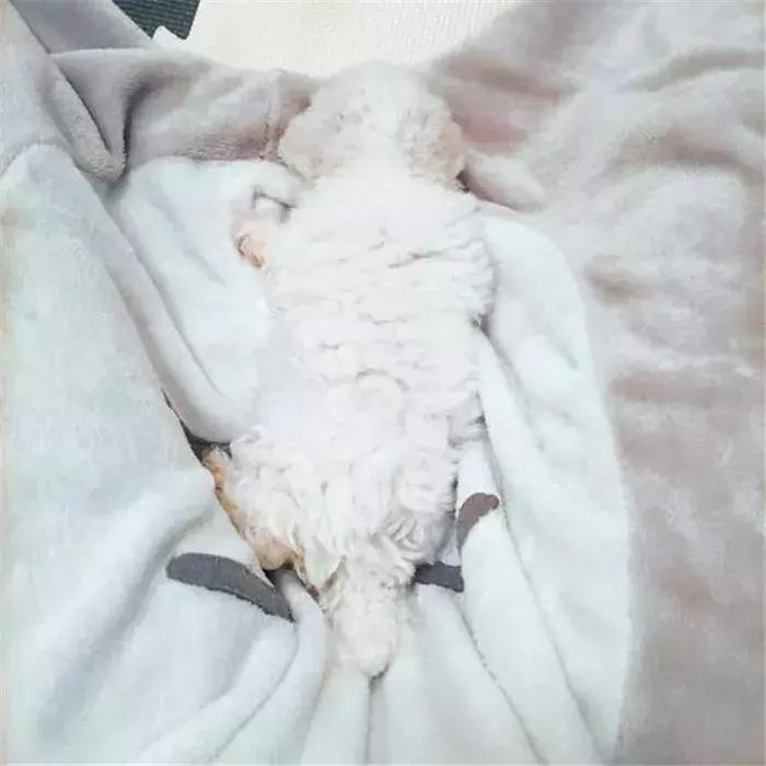 比熊感染球虫有什么症状,比熊幼犬感染真菌皮肤病怎么办