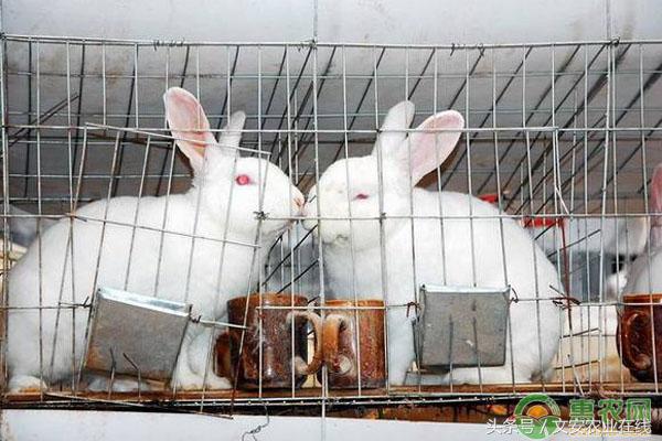 靠肉兔养殖致富,养殖一百只种兔一年能赚十多万