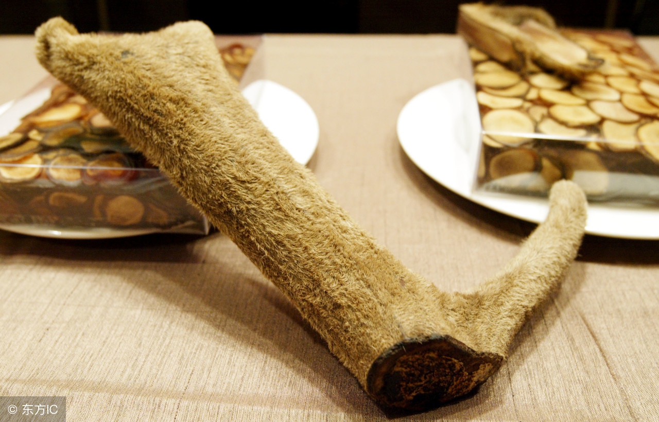 鹿茸补肾气,补气血最好的药鹿茸