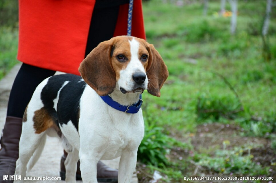 狗的种类大全,狗的种类大概介绍