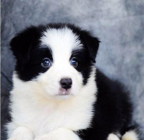 狗的种类大全,狗的种类大概介绍