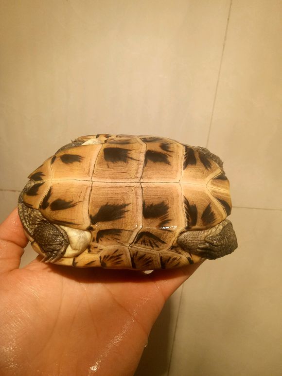 龟不用加热棒怎么给龟加温,龟治病加热棒推荐