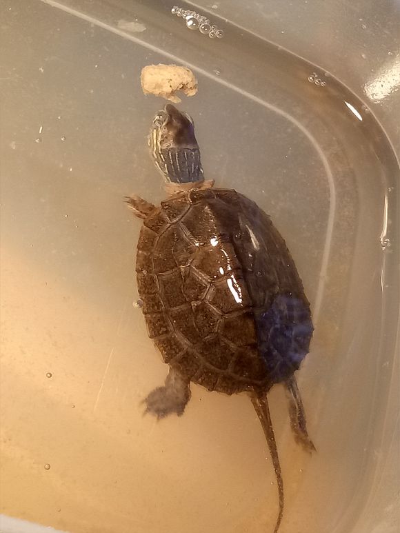 龟不用加热棒怎么给龟加温,龟治病加热棒推荐