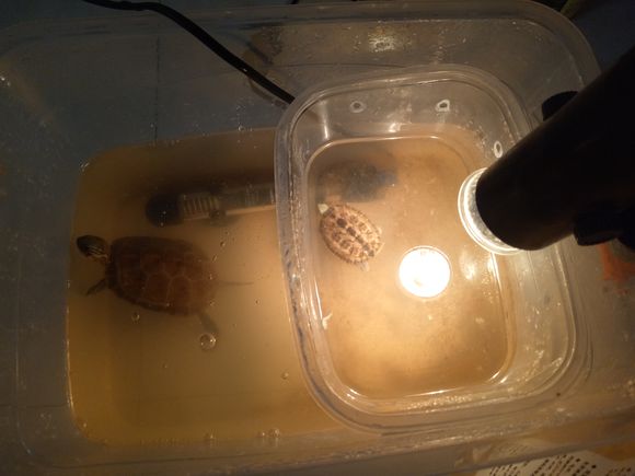 龟不用加热棒怎么给龟加温,龟治病加热棒推荐