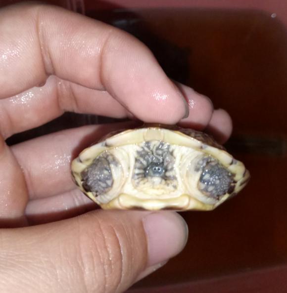 龟不用加热棒怎么给龟加温,龟治病加热棒推荐