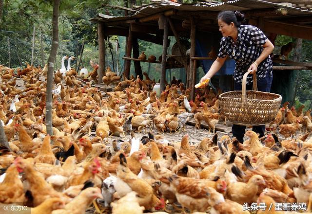 养鸡普发“冷应激”,老兽医透漏一绝招,再也不怕鸡感冒了!