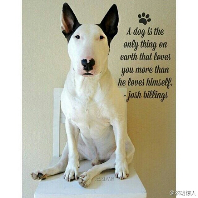 狗的种类大全,狗的种类大概介绍