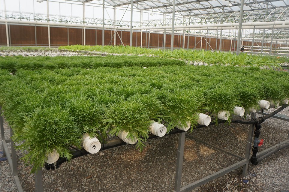 什么是无土栽培种植？无土栽培真有介绍的那么好吗