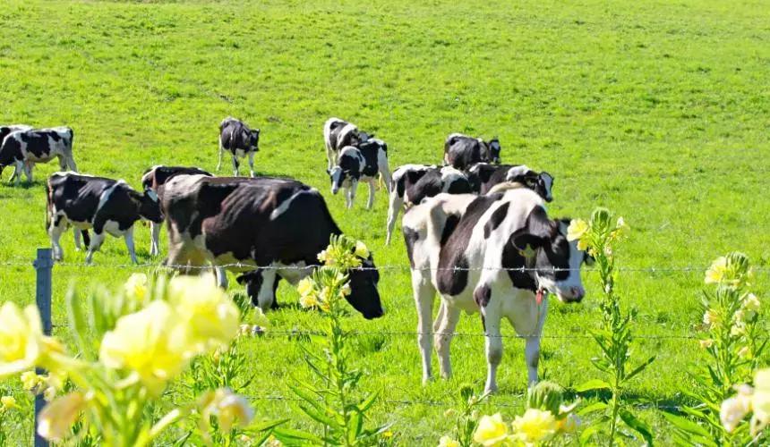 日本平价牛奶排行榜,日本超市纯牛奶