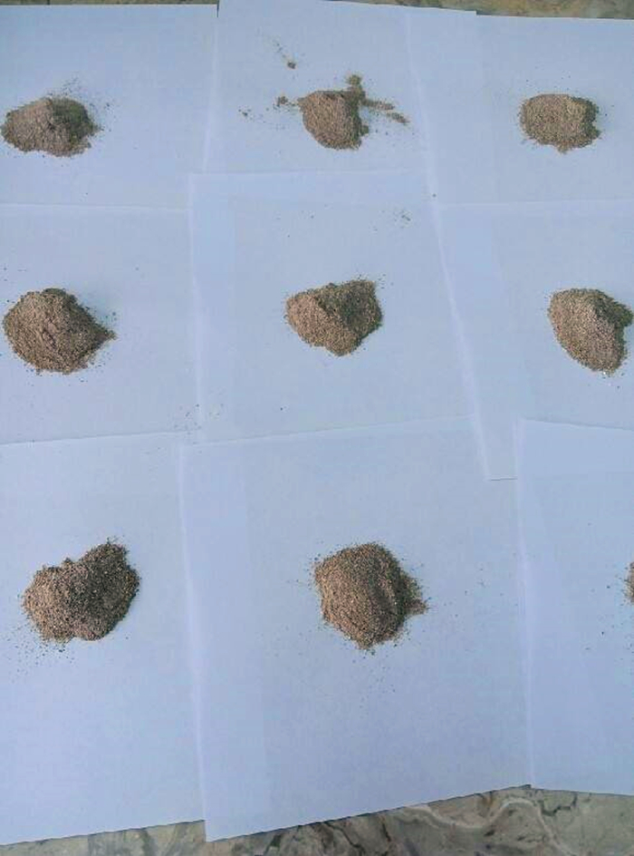 比熊幼犬感染寄生虫的五个症状,狗狗拉稀老不好,多半是这种虫!