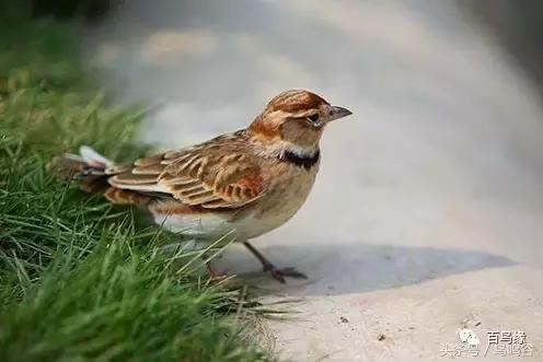 老野历史,老野是怎么火的