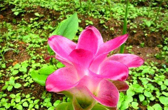 您知道《周易》“离”卦原来与火、鸟和牛有关系吗？