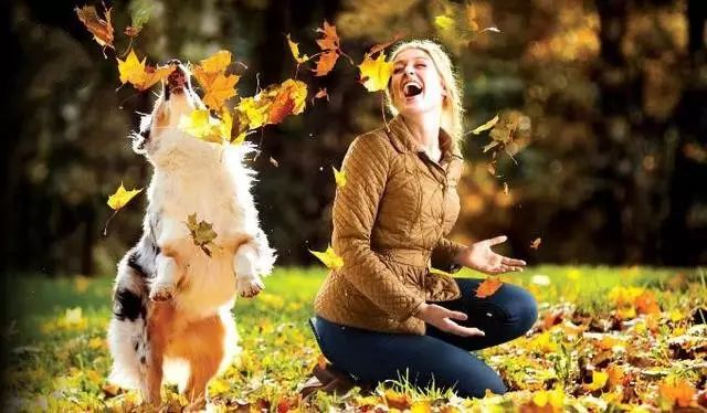 哈士奇训犬秘籍,训犬的100个技巧