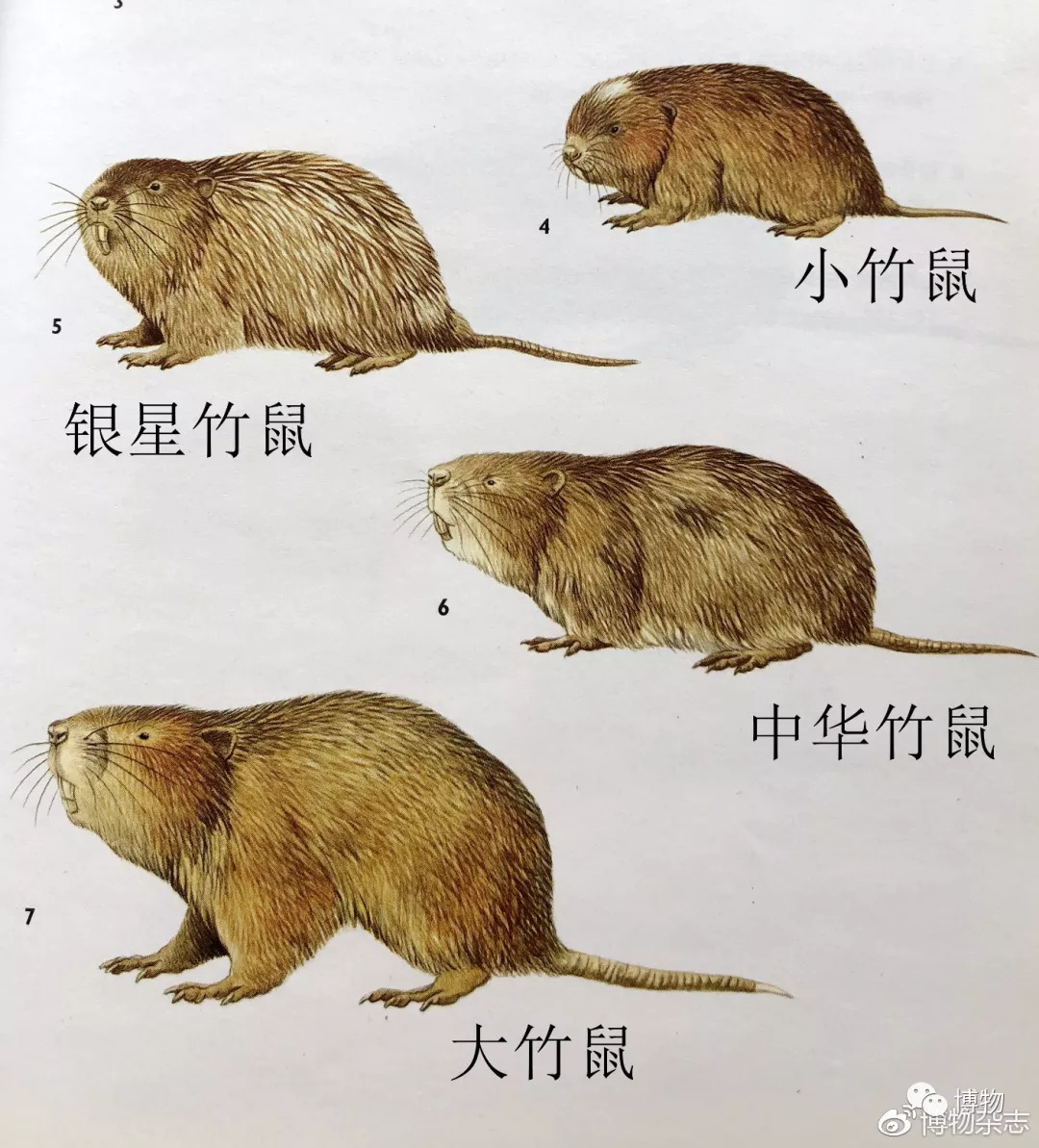 华农兄弟的竹鼠为什么总是中暑,竹鼠中暑有什么表现