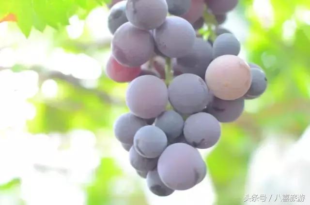 青岛最美地方推荐,青岛最美最好玩的地方