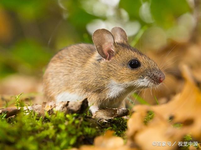 如何选一款书写弹性好毛笔,毛笔书法初学者选用什么笔