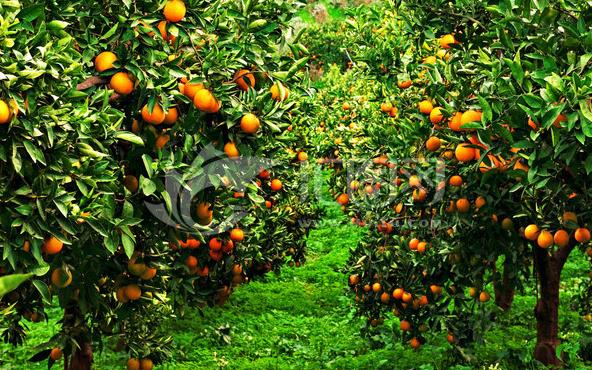 果树植保解决方案有哪些,果树植保国家权威