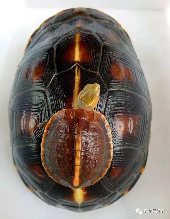 别让你的爱成为伤害,别让你的爱被当作借口