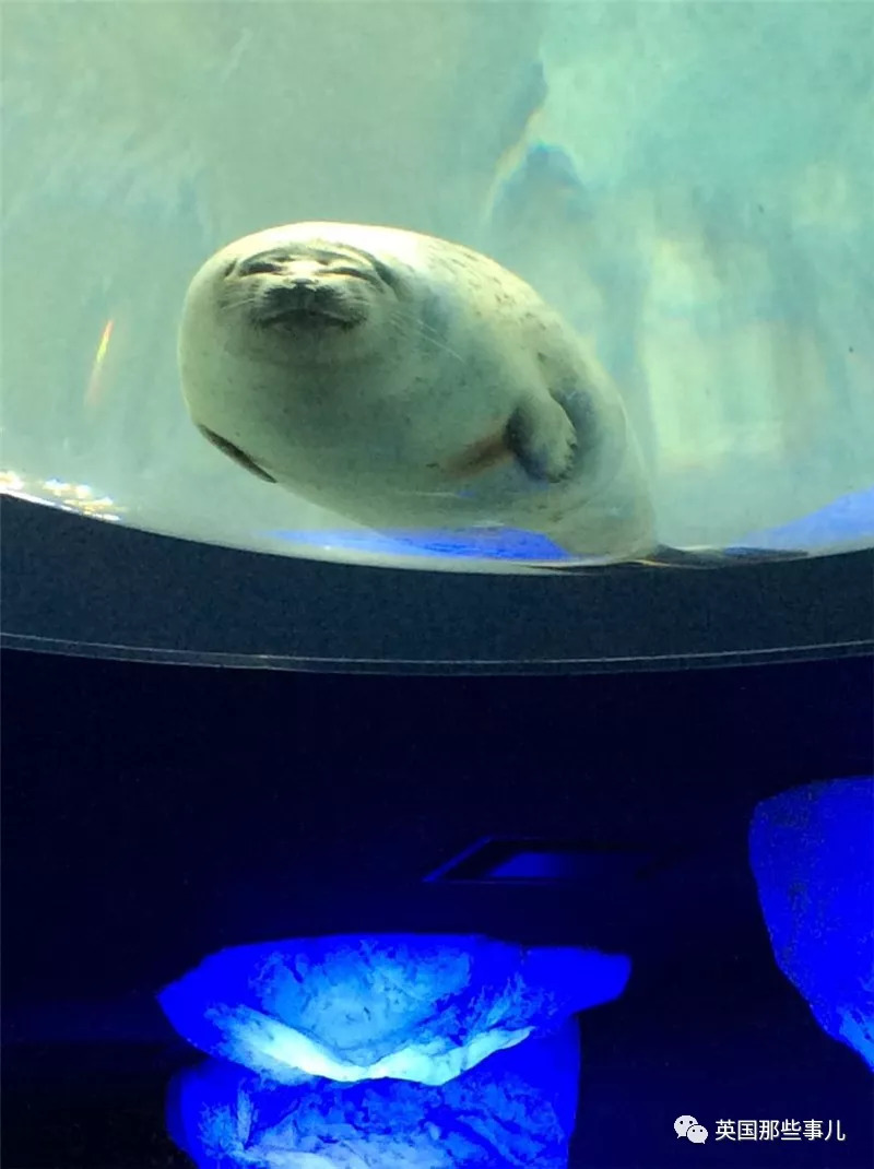 没有干劲的废柴海豹，只要心中有床，在哪里都可以豹睡个爽啊……