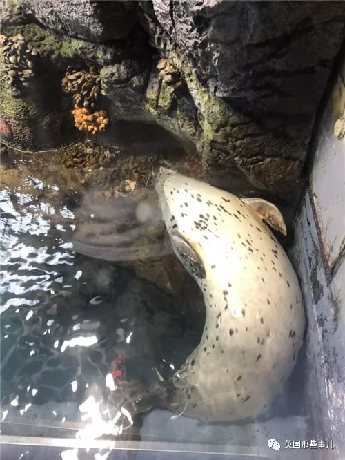 没有干劲的废柴海豹,只要心中有床,在哪里都可以豹睡个爽啊……