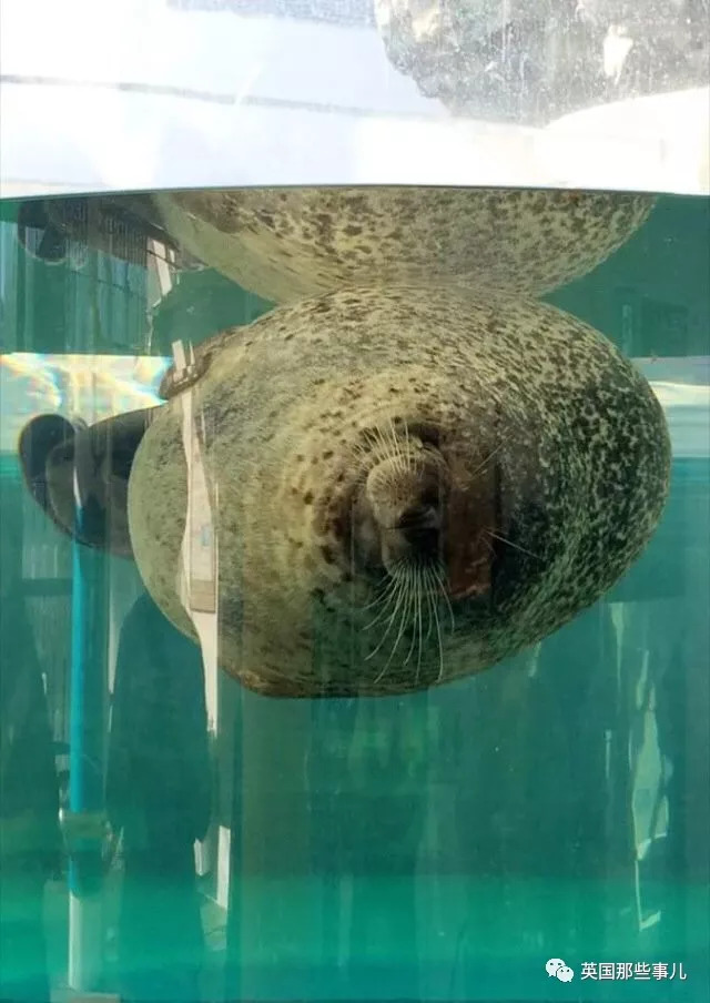 没有干劲的废柴海豹,只要心中有床,在哪里都可以豹睡个爽啊……