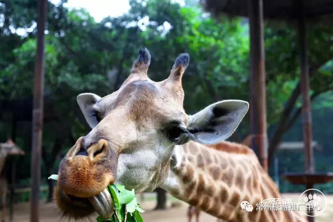 去香港高铁路线攻略,香港高铁便捷购票