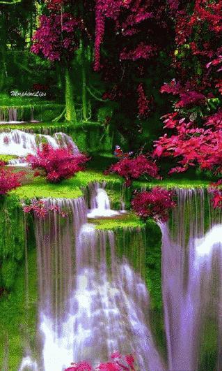 会动的11张图片,会动的花动态图片