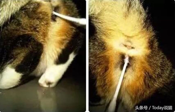 什么叫做棉签大法,棉签大法是什么样的