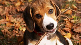 狗狗常见的十大疾病,盘点狗狗的最坏行为