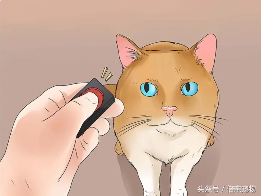 怎样锻炼猫咪使用猫砂盆,怎样训练猫咪用猫砂盆