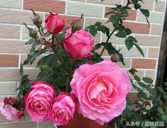 小妙招杀虫药,杀虫剂一招搞定