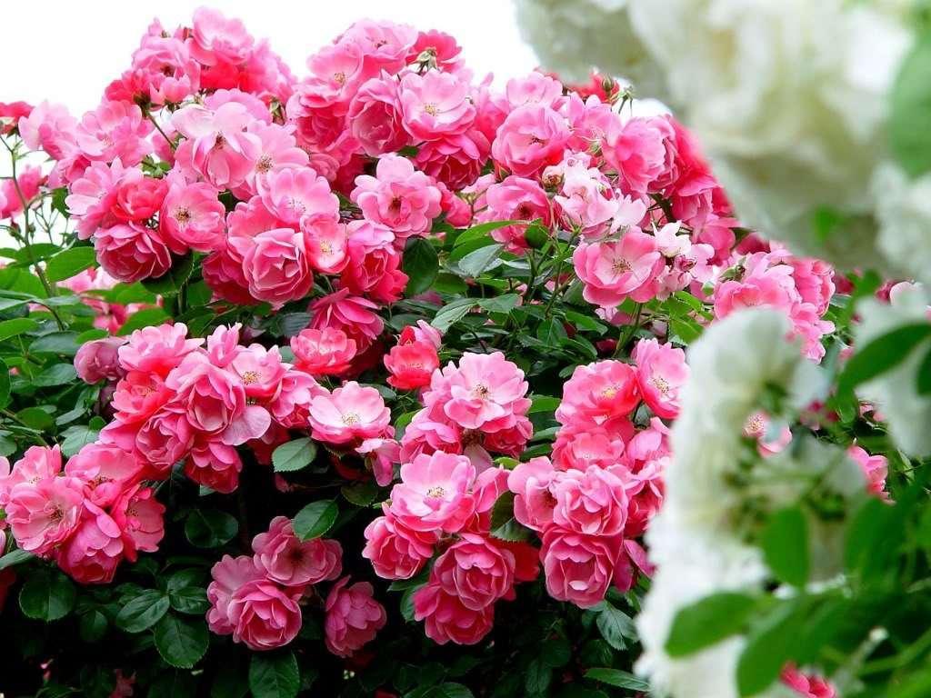 蔷薇花叶子发黄是怎么回事,蔷薇花刚发芽就枯萎了有什么办法