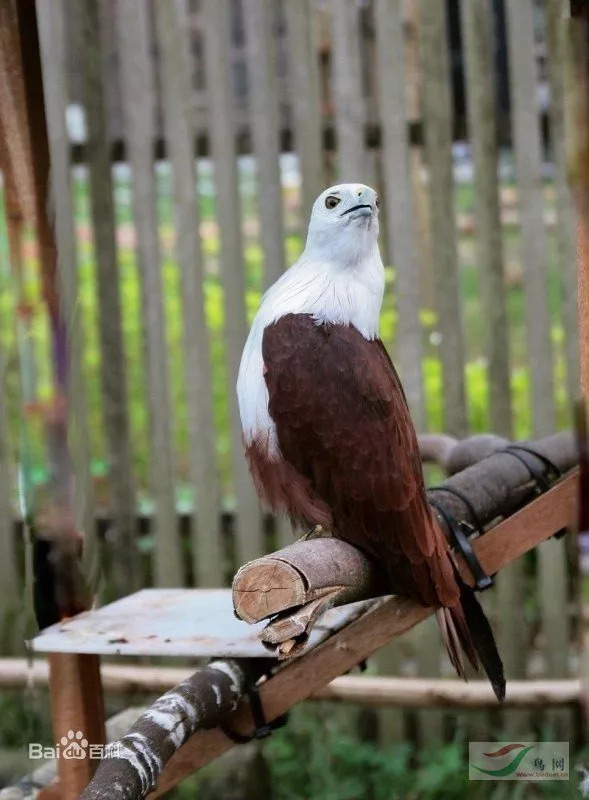 有人花1500元买马赛克图片和拼音商品？记者调查发现幕后大有隐秘！