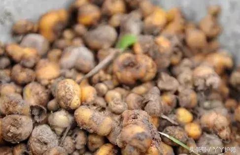 中药900味图解,一副中药30多味药是大方子吗