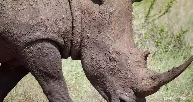 一副中药30多味药是大方子吗,一个方子30多味中药