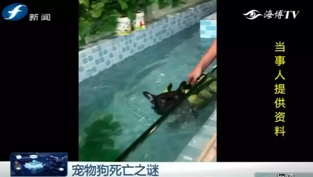 宠物店签订协议寄养死了怎么赔偿,为什么幼犬会在一夜之间莫名死亡