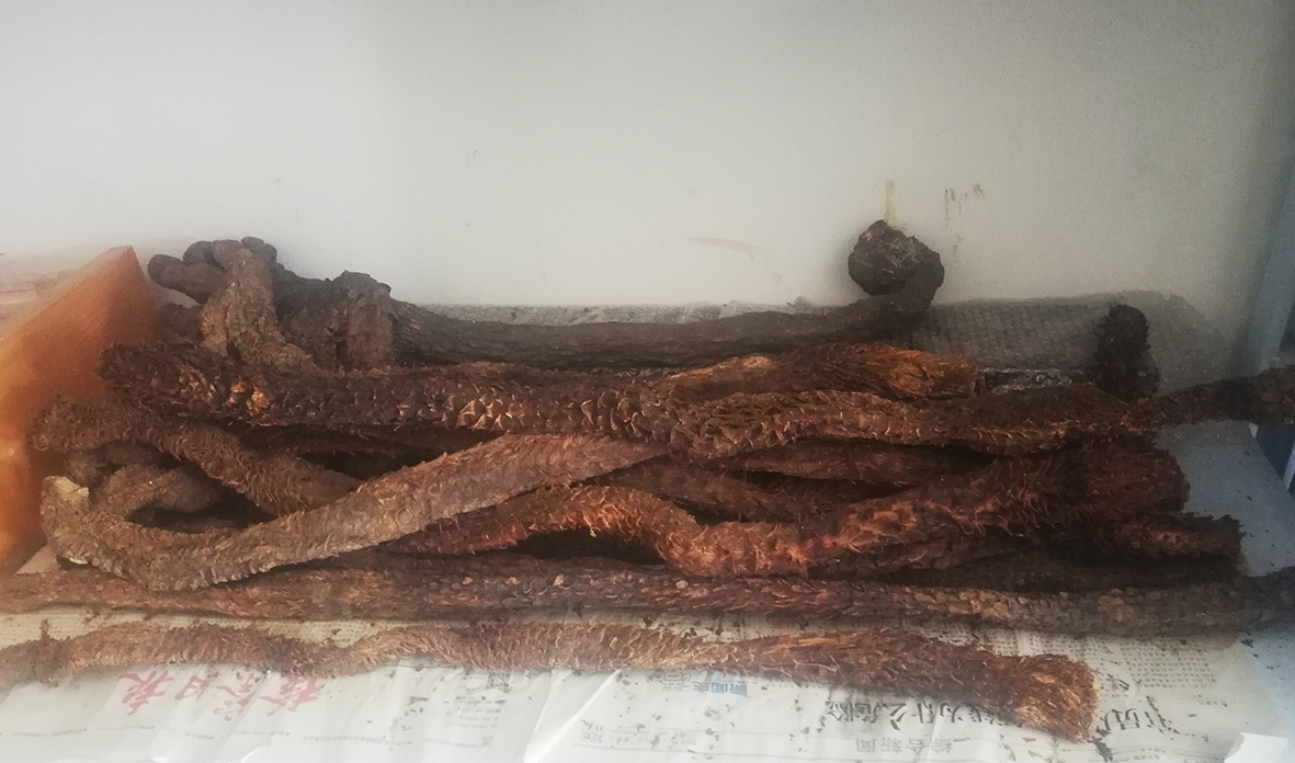 沙漠人参肉苁蓉对身体有啥好处,沙漠人参肉苁蓉吃了有什么功效