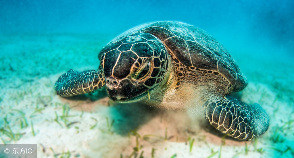 各种木材种类及用途,木材的特点和用途