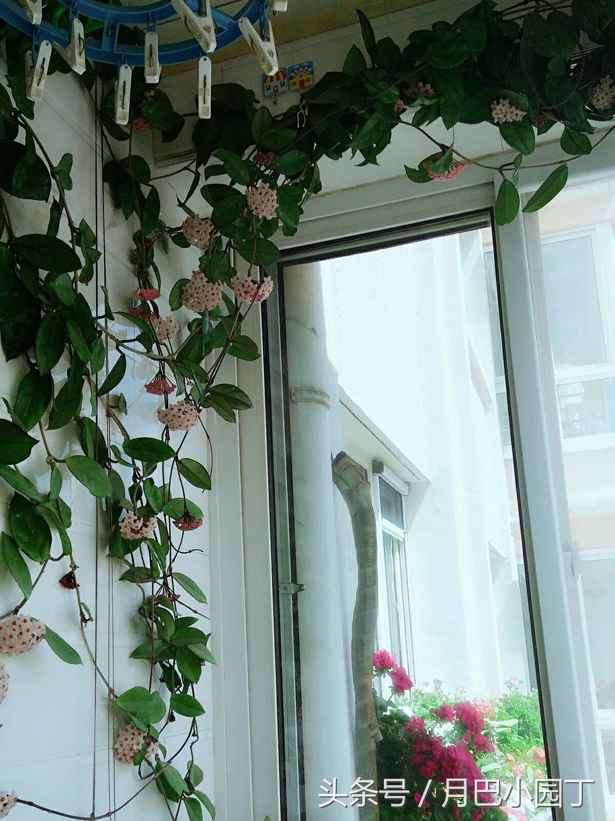 养球兰的小诀窍每年都能开满花,球兰室内怎么养护才能开花多