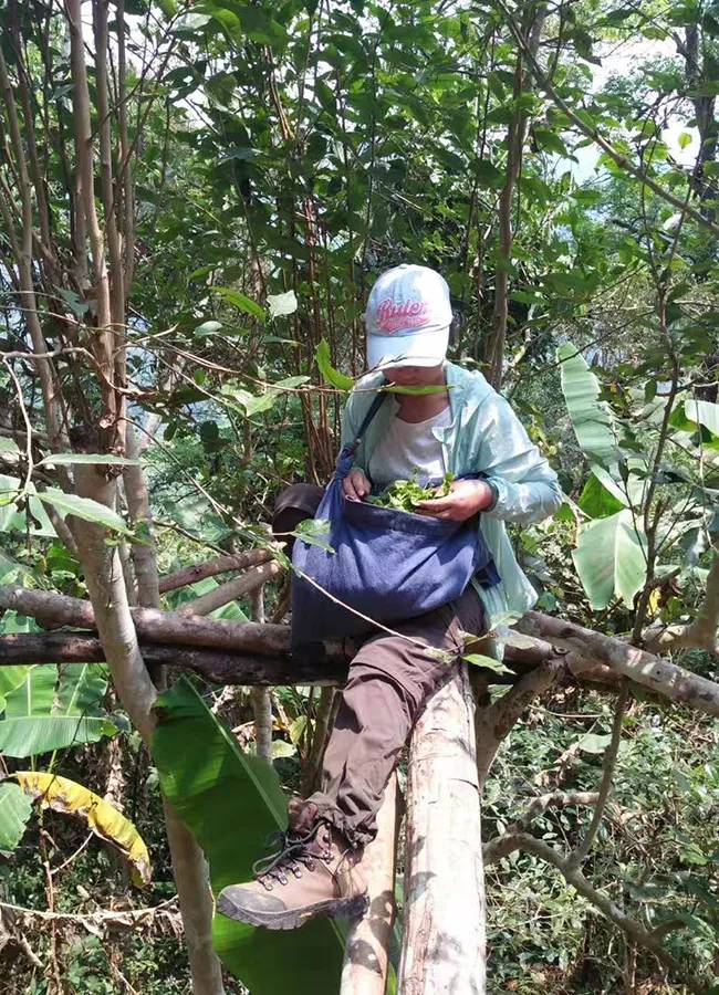 修享主理人如秀：以茶修行，做个讲究的人