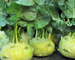 甘蓝圆白菜大头菜,蔓菁大头菜的做法