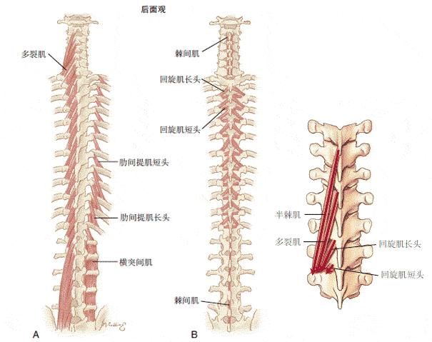 脊柱推拿的理论与实践,实用脊柱推拿学