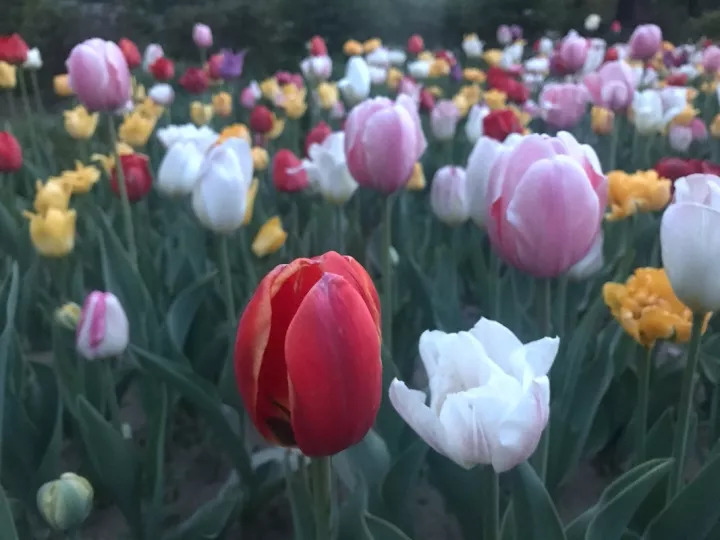 胡小闹语录,胡小闹好句