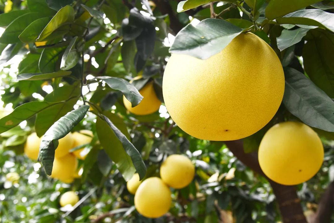 甜蜜时令柚子礼盒,甜蜜柚礼盒