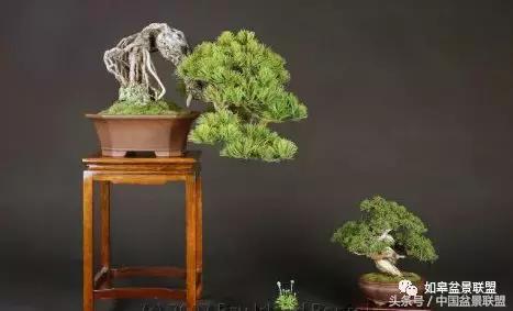 微型盆景拇指盆批发,微型盆景小摆件厂家批发