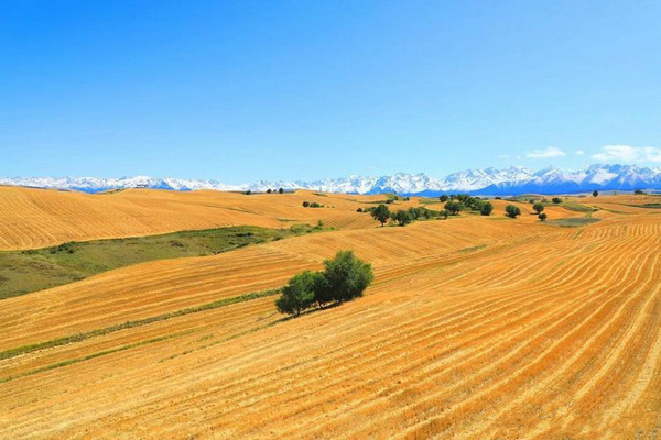 江布拉克的美景描述,风吹麦浪风景视频