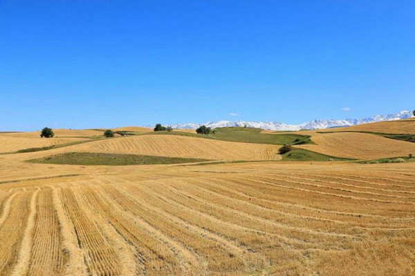 江布拉克的美景描述,风吹麦浪风景视频